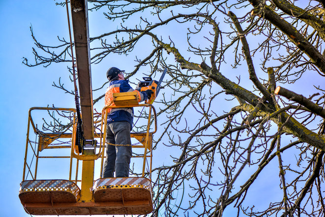 Tree Pro Ohio Image